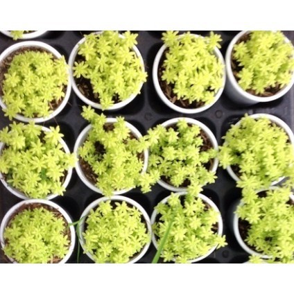 Sedum vàng