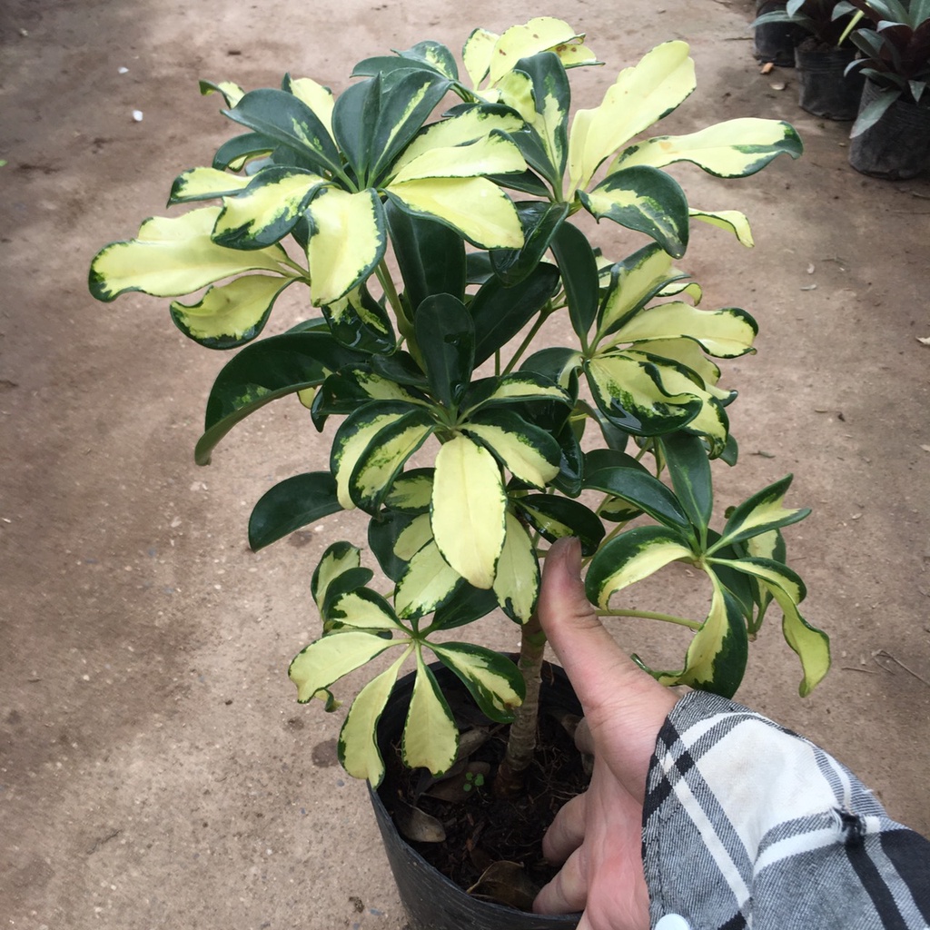 Cây NGŨ GIA BÌ Cẩm Thạch Tán Xum,Dễ Chăm Sóc Chiều Cao Cây 40cm