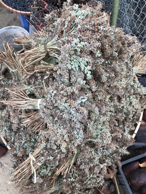 Hoa Bó Phón Xôi Cơm Màu Vàng