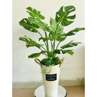 Cây lá rùa xẻ phong thủy cao 70cm - cây giả