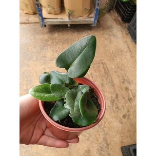 Dương xỉ trái tim heart fern