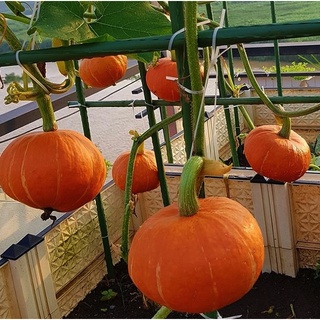 [Hạt giống Mỹ] Hạt giống bí bơ mặt trời Sunshine - tỷ lệ nảy mầm 95%