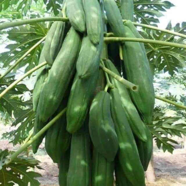 Hạt giống đu đủ lùn punket Thái Lan