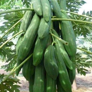 Hạt giống đu đủ lùn punket Thái Lan