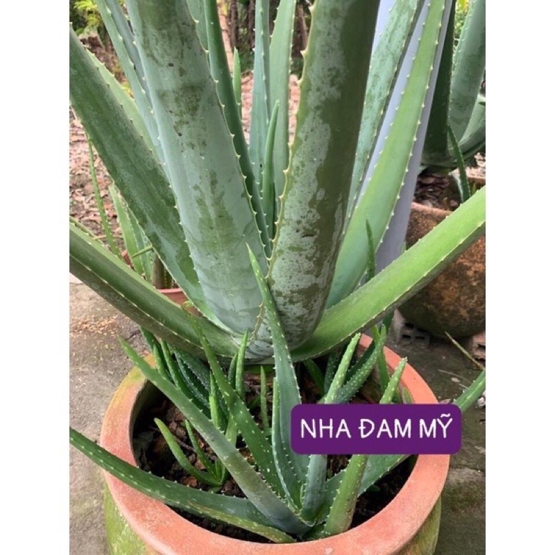 2kg MÙN XƠ DỪA TRỒNG RAU, CÂY CẢNH