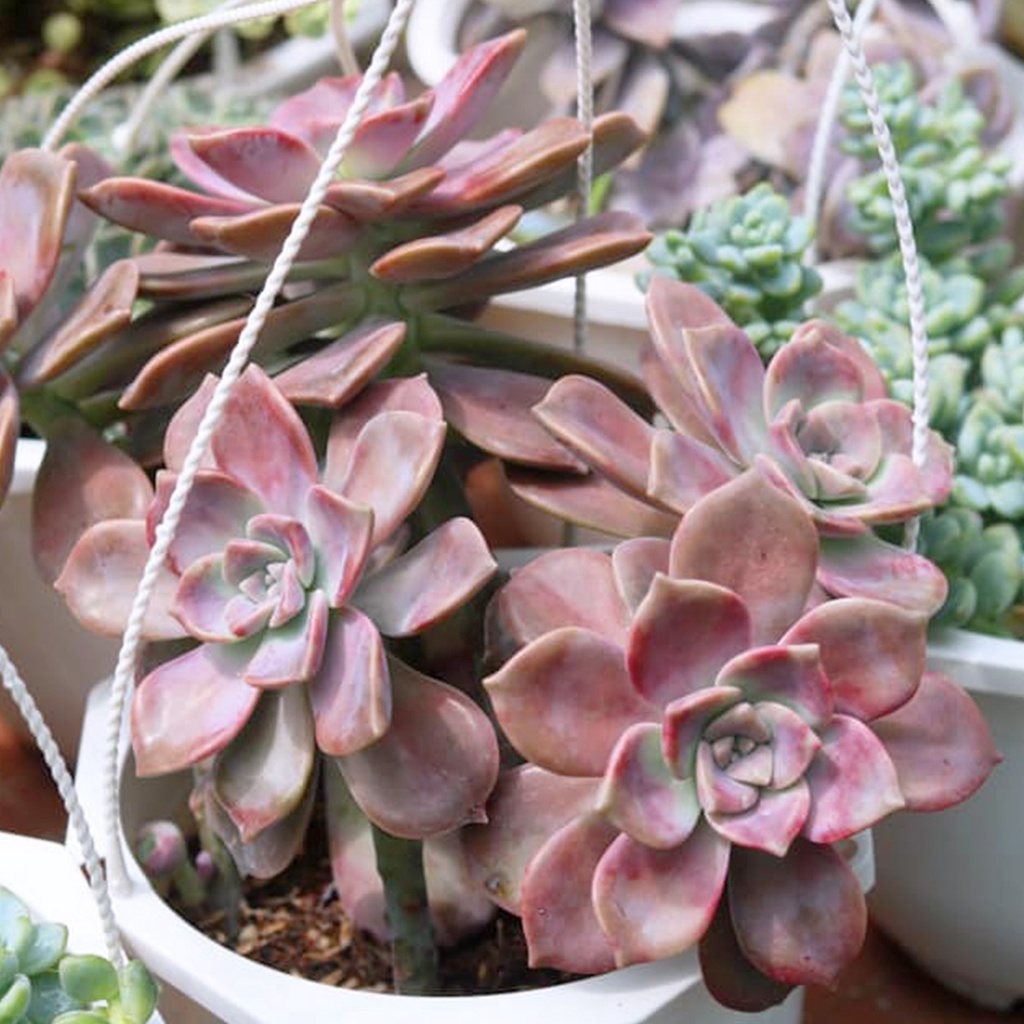 Sen đá size to chậu 20cm nhiều loại