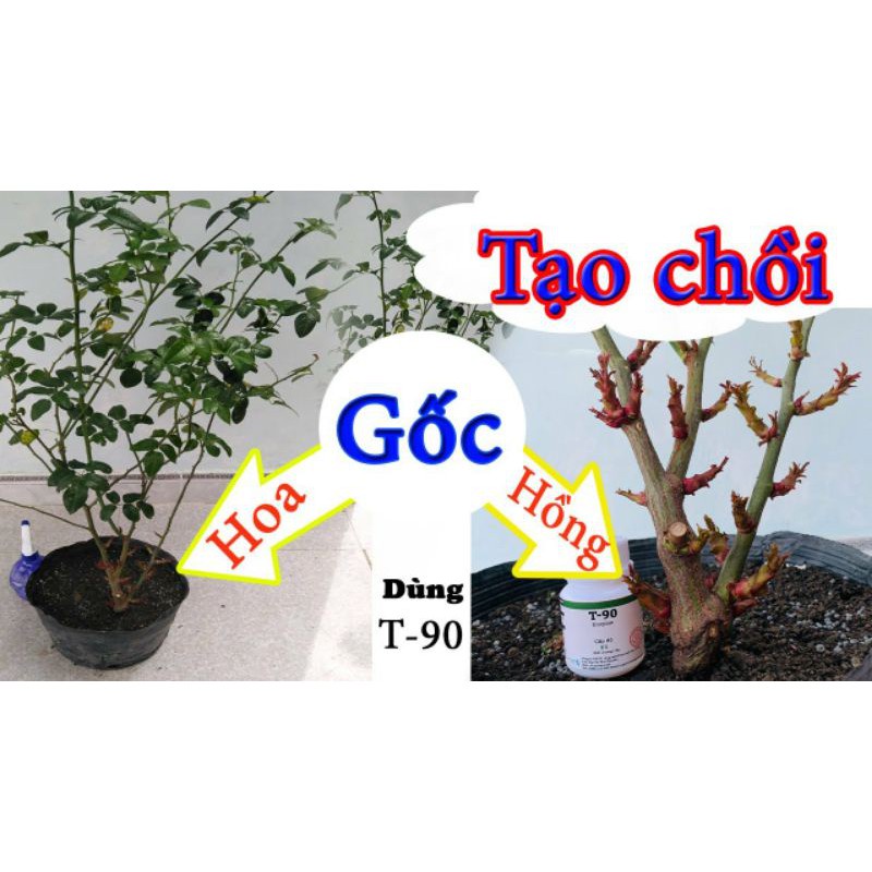 ( HOT ) Siêu phẩm kích mầm cho hoa hồng, mai vàng T90, bôi đến đâu bật chồi đến đó