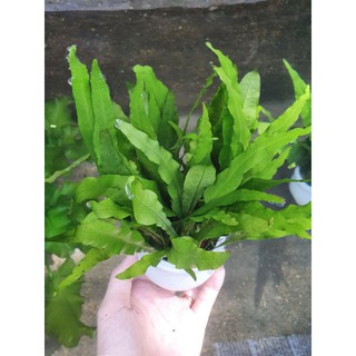 cây Dương xỉ thường (dương xỉ Java)