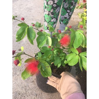 Cây điệp lào
