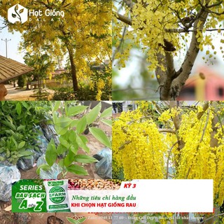 Hạt giống hoa mai hoàng yến 10 hạt