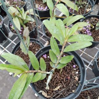 Lan Giả Hạc Châu Như gieo hạt