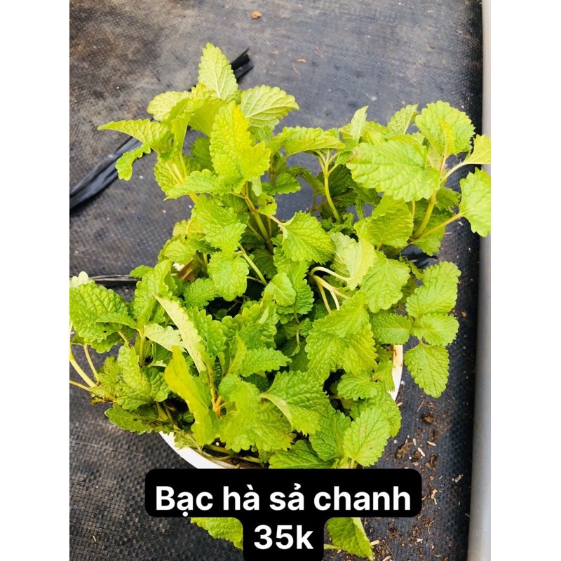 bạc hà xả chanh