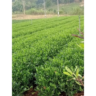 Chè Tôm nõn đặc biệt