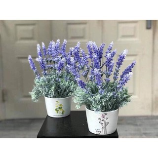Cành hoa lavender tím thân mốc siêu đẹp