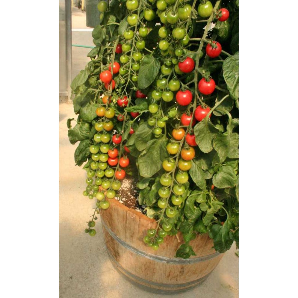 30 Hạt giống Cà chua Chuỗi Ngọc (Dễ trồng, Siêu quả)