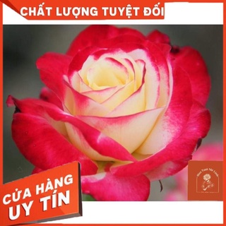 Hoa hồng ngoại Double Delight rose sắc hồng mới lạ - Tiệm Hoa MiXi