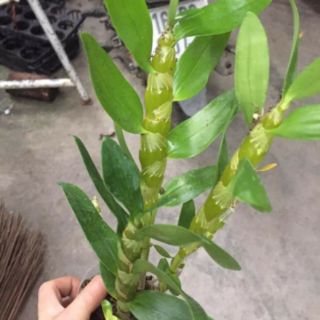 Dendro xuân hoa tết