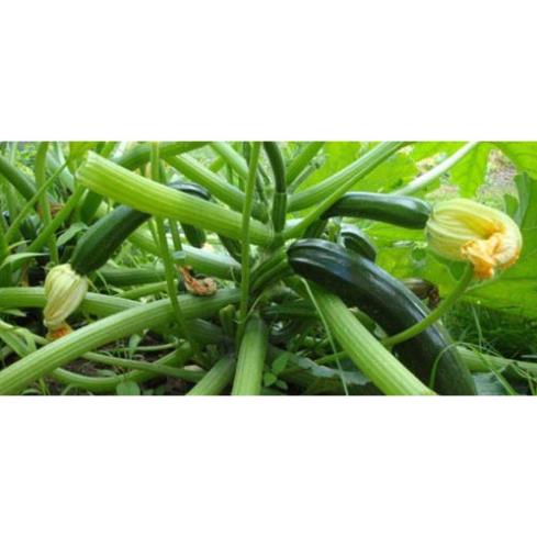 Hạt Giống Bí Ngồi Xanh  - Dễ Trồng, Ngon ,Ngọt - MUA 3 TẶNG 1 CÙNG LOẠI
