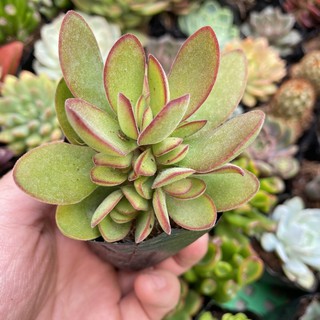 SEN ĐÁ BƯỚM XANH 🌵FREESHIP 🔥 ĐÃ THUẦN XỨ NÓNG 🌟SIU CUTE CHUẨN SIZE BẦU 🌟TẶNG 1 PHỤ KIỆN KHI MUA 2 SẢN PHẨM