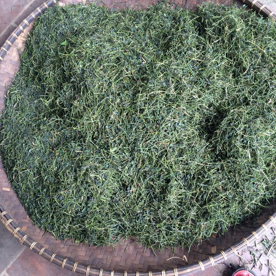 Giảo cổ lam Hòa Bình