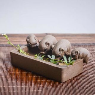 Dàn lợn con Đàn heo con ăn trong máng gốm tử sa