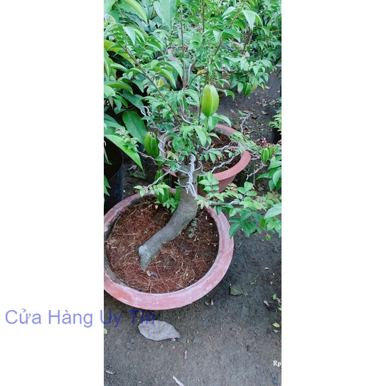Chậu Khế Bonsai