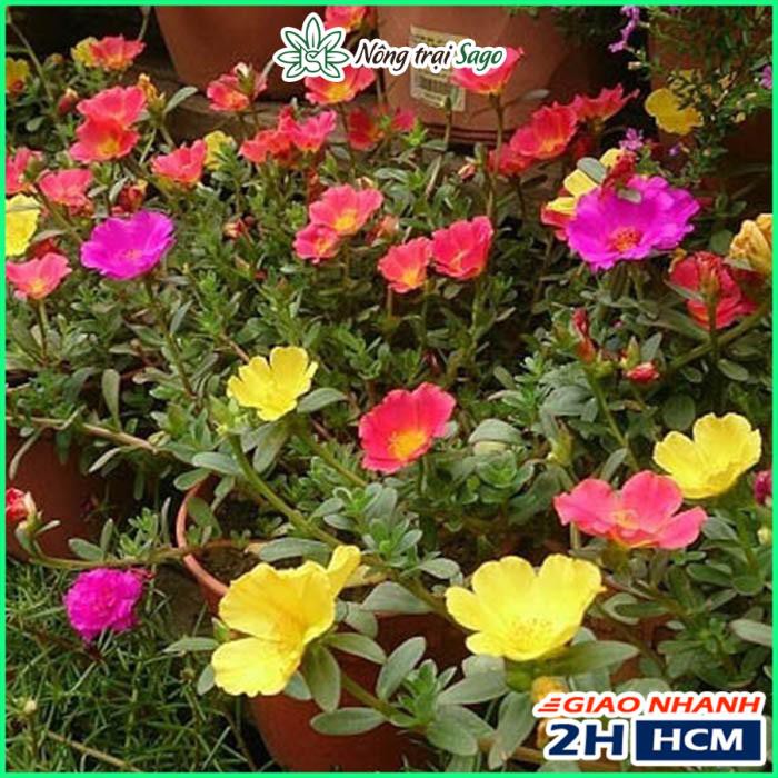 Hạt giống Hoa Mười Giờ Cánh Đơn Nhiều Màu, Dễ Trồng - Nông Trại Sago