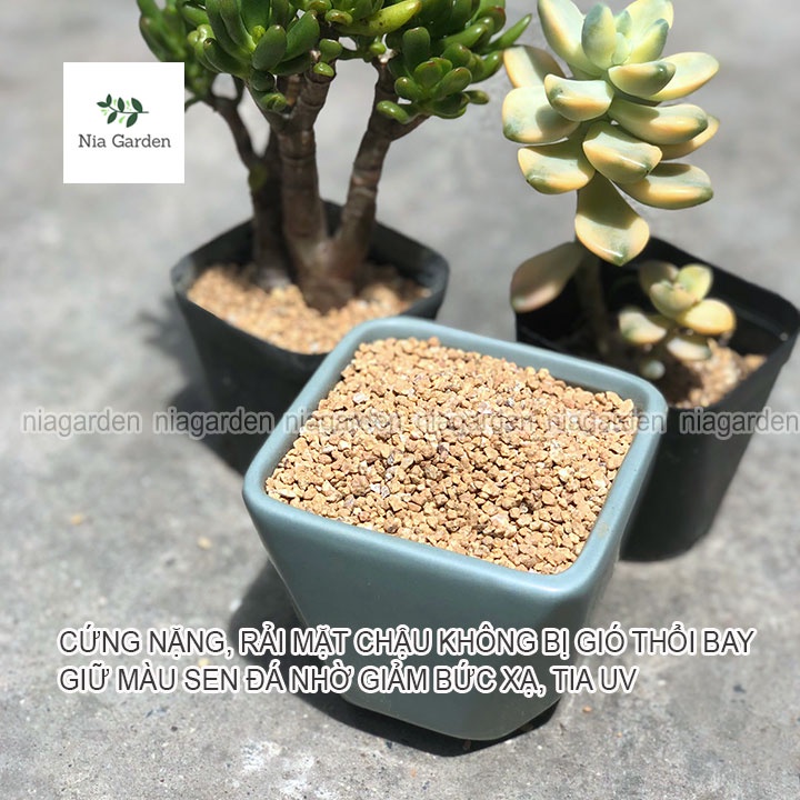 Đá masato giữ màu sen đá rải mặt chậu xương rồng kiểng lá trộn giá thể trồng cây Nia Garden N6
