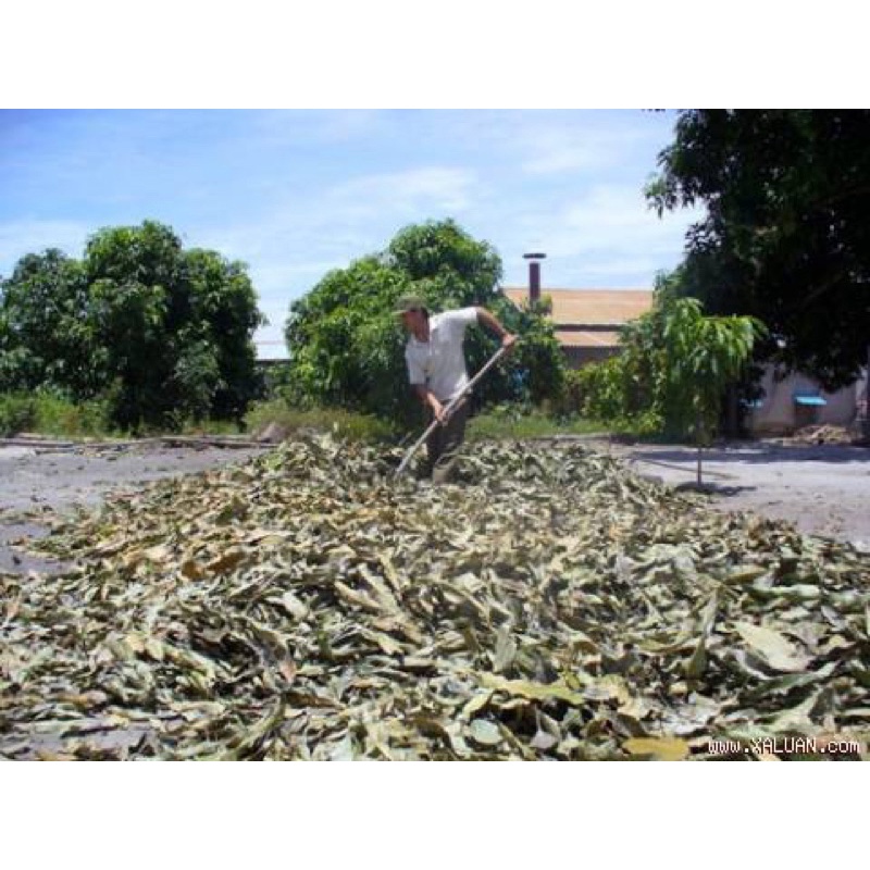 Lá xoài sấy khô túi 500g và 1kg Anh cá