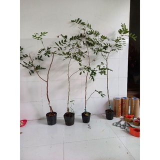 nhãn xuồng tím mau cho trái