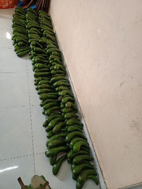 10kg bơ 034 Lâm Đồng loại to nhì