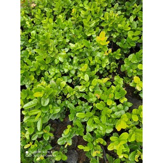 Cây si rô nhỏ cao hơn 15 cm