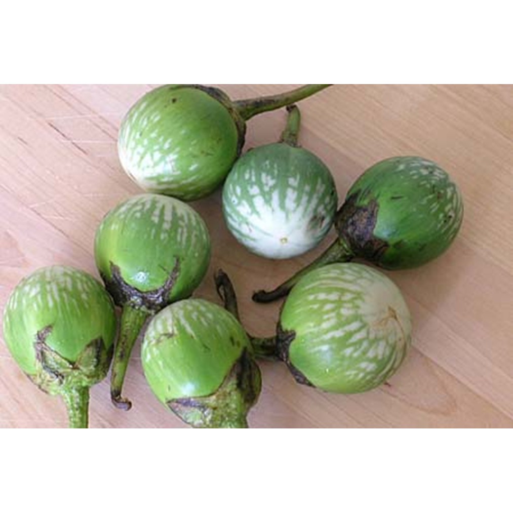 Hạt giống CÀ BÁT XANH