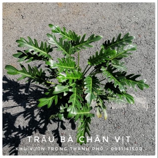 TRẦU BÀ CHÂN VỊT