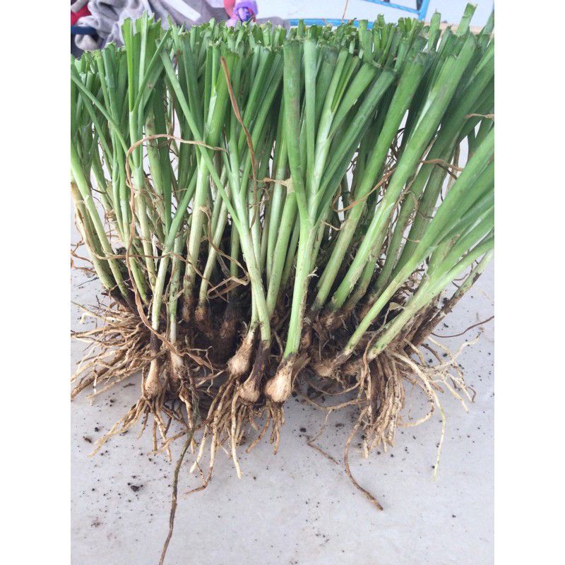 Củ hẹ giống (hẹ ta) 1kg - 50.000đ (chốt đơn tối đa 2kg)