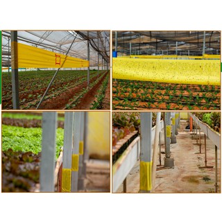 20 Mét Diệt ruồi vàng, Diệt ruồi cái, Diệt ruồi trang trại và côn trùng bay khác bằng keo dính vàng nhập khẩu Israel