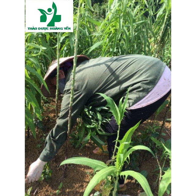 Bồ công anh sấy khô