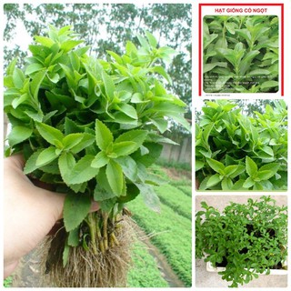 Hạt giống cỏ ngọt