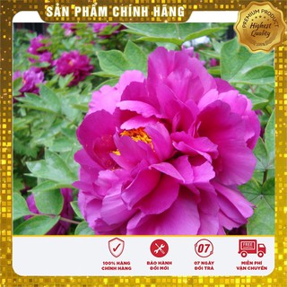 Hạt Giống Hoa Mẫu Đơn Kép Mix ( Gói 05 Hạt)
