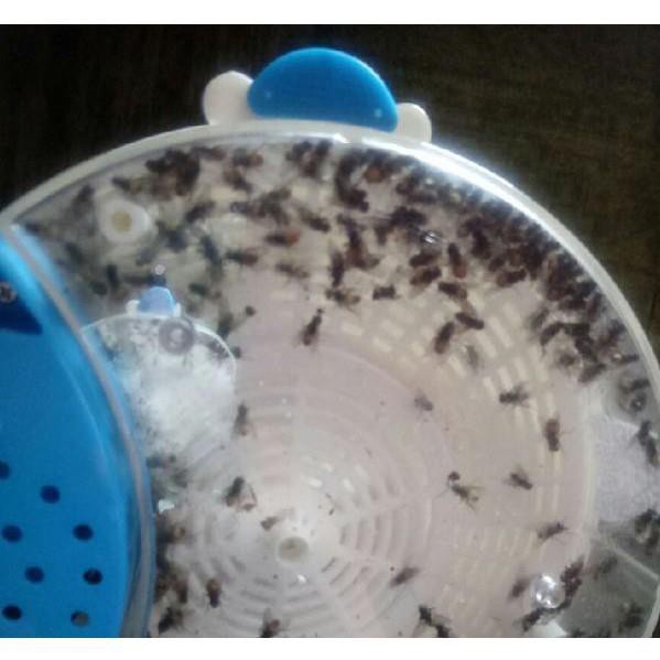 [ GIÁ SỐC ] [ FREESHIP + XẢ KHO THANH LÝ ] MÁY BẮT RUỒI TỰ ĐỘNG THÔNG MINH - 86