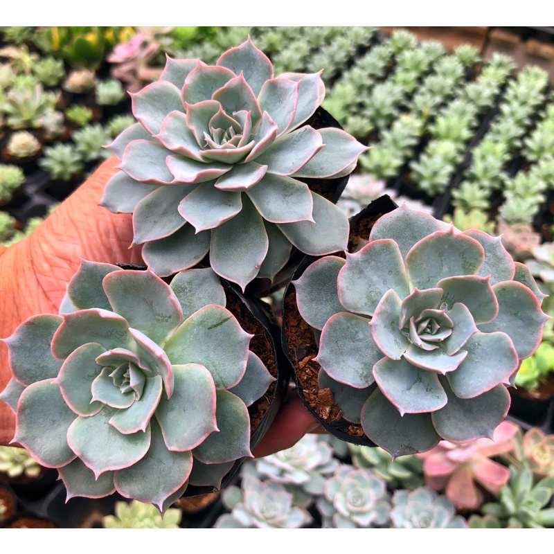 Sen Đá Hồng Phấn Size Bầu 5cm Hư 1 Đổi 1