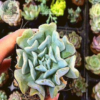 SEN ĐÁ HOA CÚC 🧚[SIÊU ĐẸP]🧚 - SEN ĐÁ BUÔN MA THUỘT