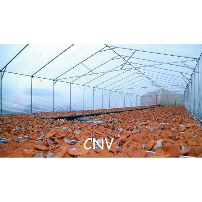 Nấm linh chi đỏ Việt Nam 500g  - Cây Nấm Việt