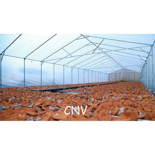 Nấm Linh Chi Đỏ Việt Nam