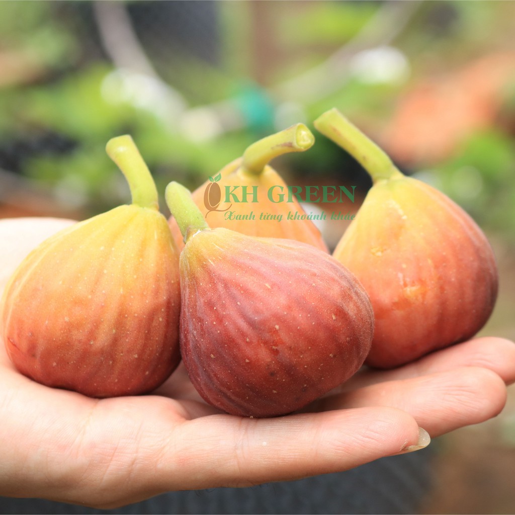 Cây giống sung Mỹ Peter Honey