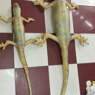 Gối thằn lằn 3D