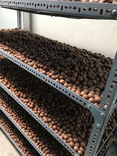 Macca rừng | BigBuy360 - bigbuy360.vn