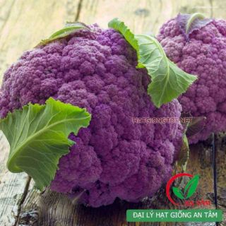 Hạt giống súp lơ tím