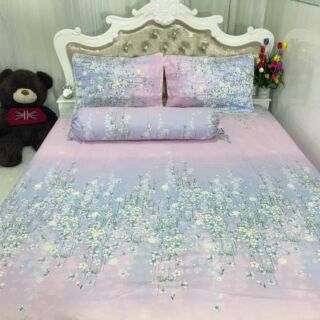 Cotton Hàn Quốc