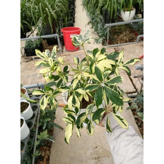 Cây Araliaceae var